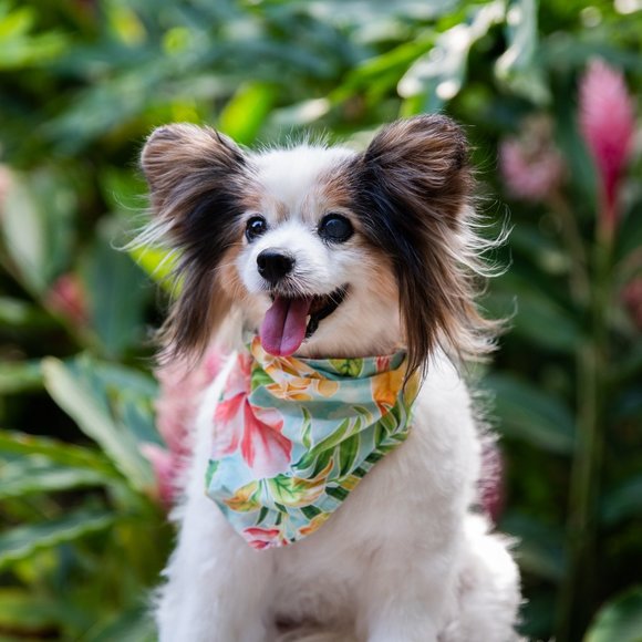 Meet your Posher, Char - Picture 1 of 1